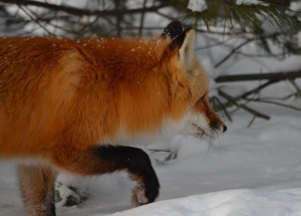 Red fox walks through deep snow in Algonquin Park in Ontario, Canada