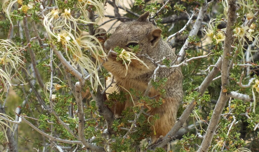 Rock squirrel eating in a bush at Grand Canyon National Park, Arizona, U.S.A.
