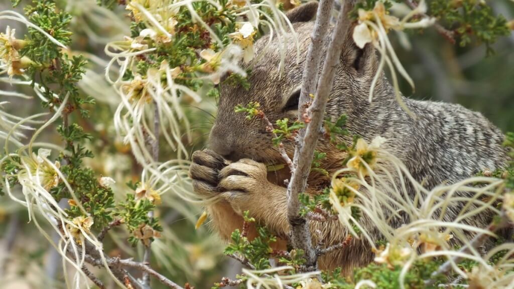 Rock squirrel eating in a bush at Grand Canyon National Park, Arizona, U.S.A.