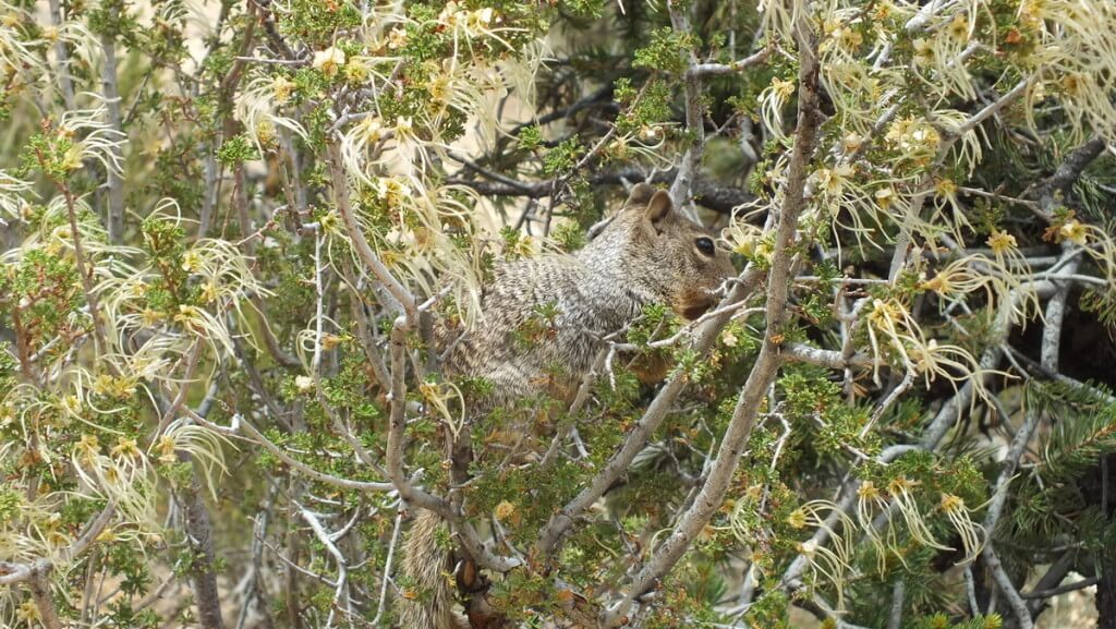 Rock squirrel sitting in a bush at Grand Canyon National Park, Arizona, U.S.A.