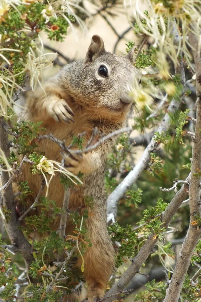 rock squirrel on the south rim at grand canyon national park, arizona