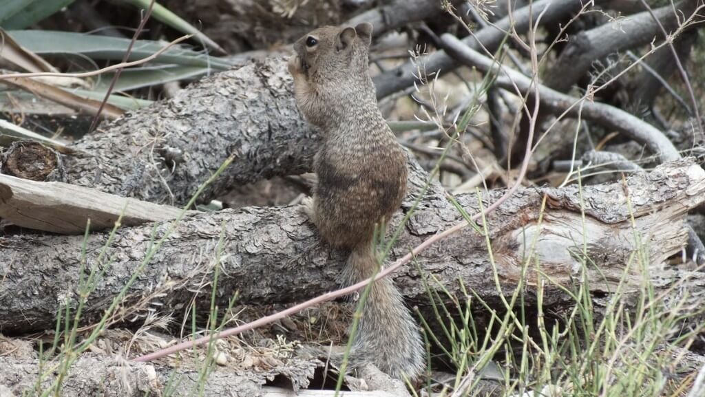 Rock squirrel sitting on a log at Grand Canyon National Park, Arizona, U.S.A.