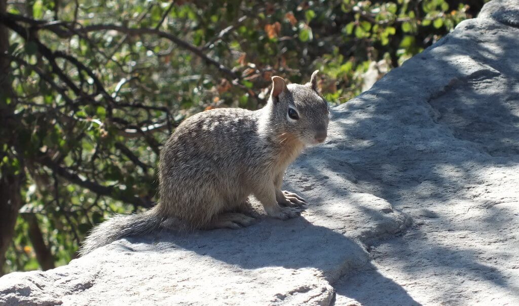 Rock squirrel sitting on wall on the South Rim at Grand Canyon National Park, Arizona, U.S.A.