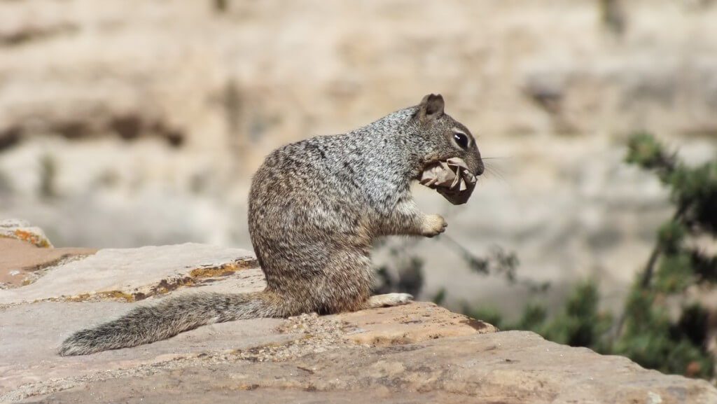 Rock squirrel with a paper bag in its mouth on the South Rim at Grand Canyon National Park, Arizona, U.S.A.