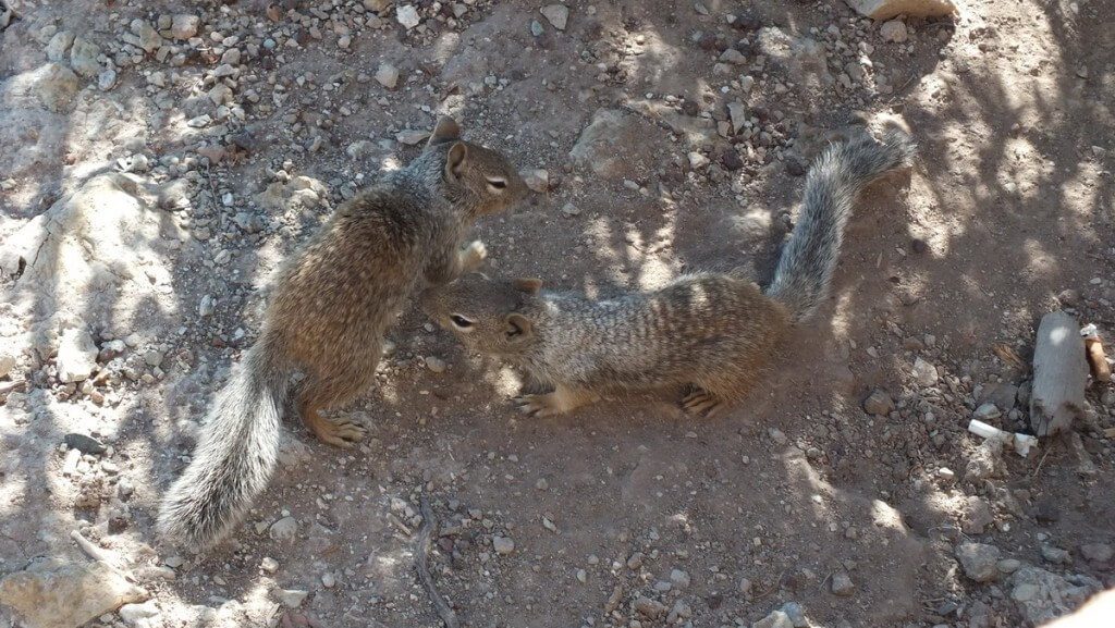 Rock squirrels on the ground at Grand Canyon National Park, Arizona, U.S.A.