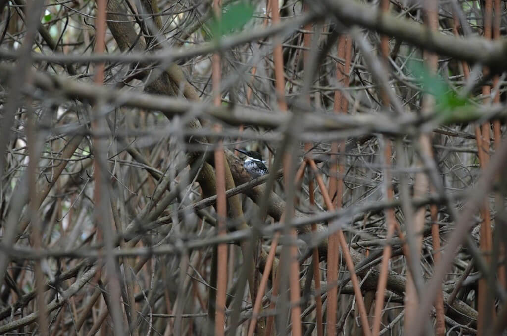 Green Kingfisher female 3, mangrove swamp, san blas, nayarit, mexico
