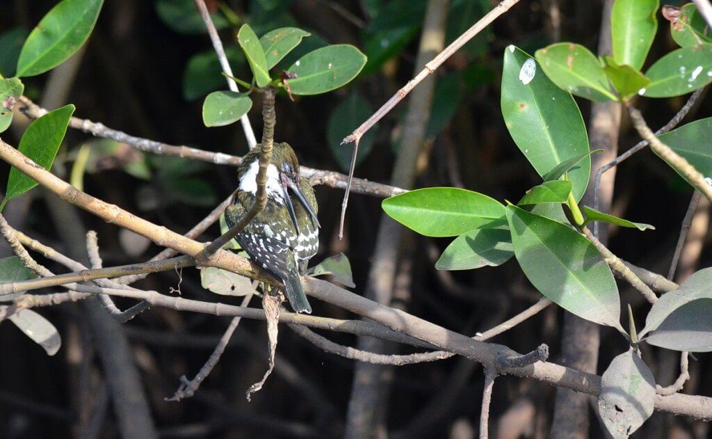 Green Kingfisher, male, mangrove swamp, san blas, mexico , pic 10