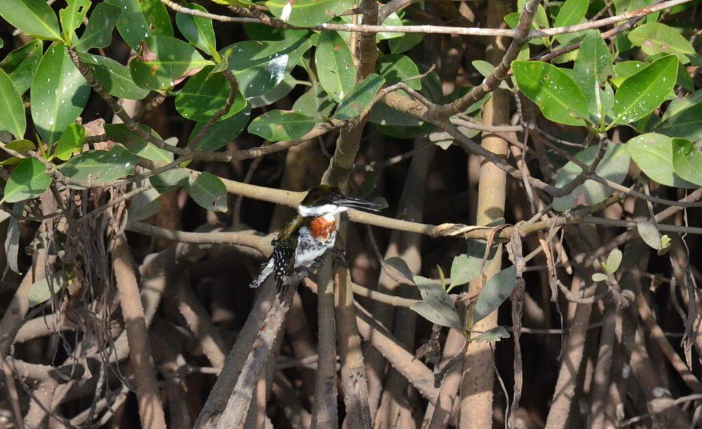 Green Kingfisher, male, mangrove swamp, san blas, mexico , pic 5