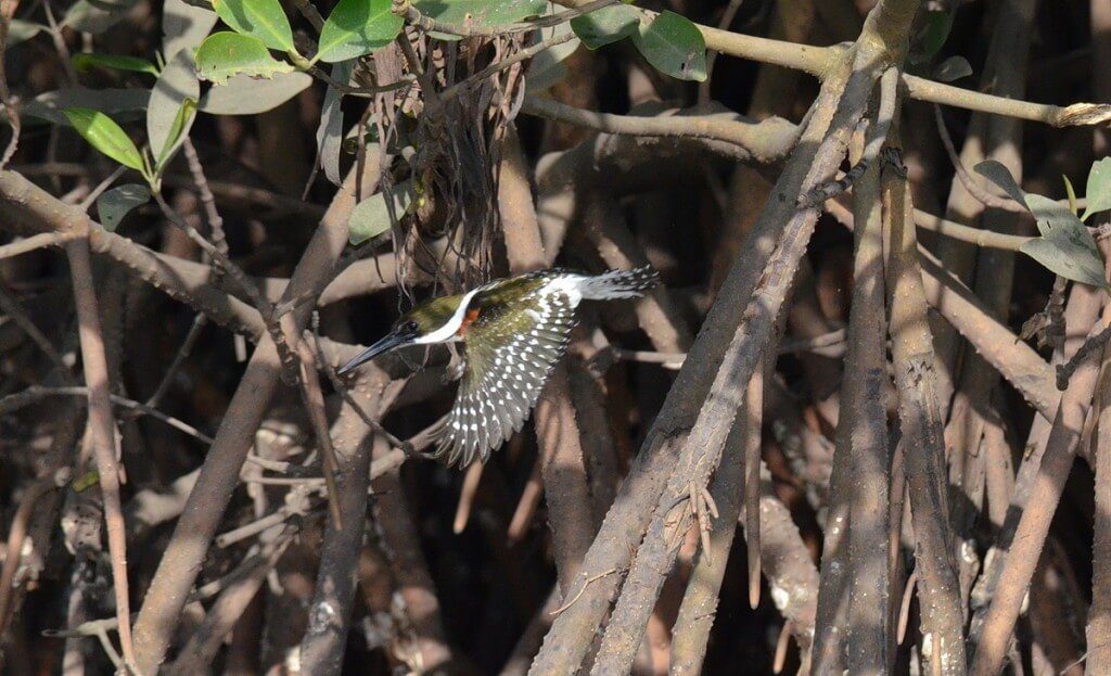 Green Kingfisher, male, mangrove swamp, san blas, mexico , pic 6