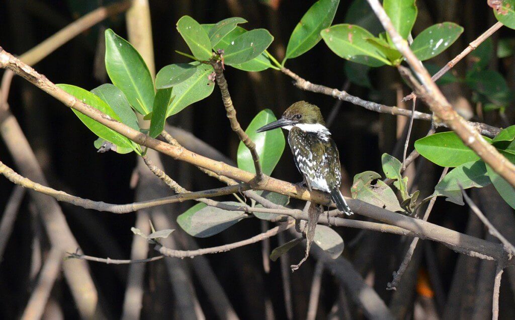 Green Kingfisher, male, mangrove swamp, san blas, mexico , pic 8