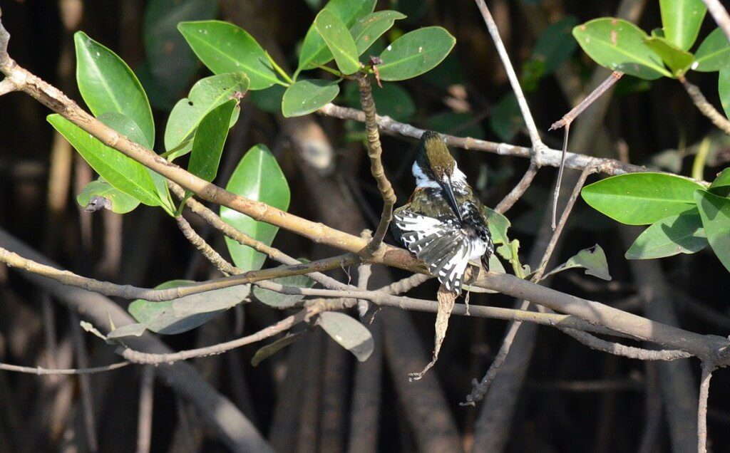 Green Kingfisher, male, mangrove swamp, san blas, mexico , pic 9