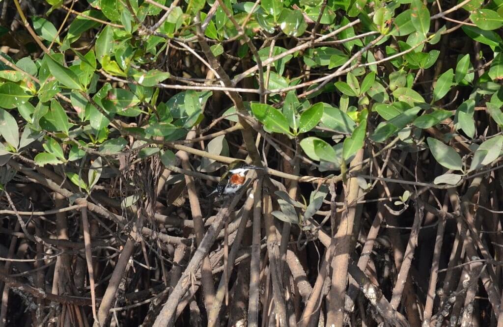 Green Kingfisher, male, mangrove swamp, san blas, mexico , pic4