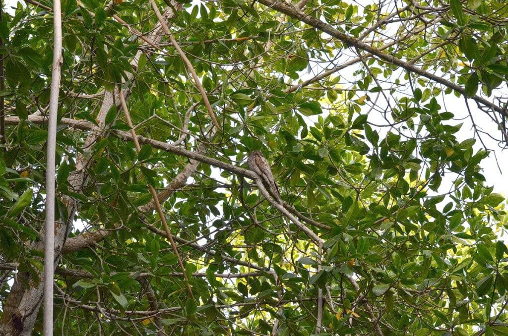 Northern Potoo 2, mangrove swamp, san blas, nayarit, mexico