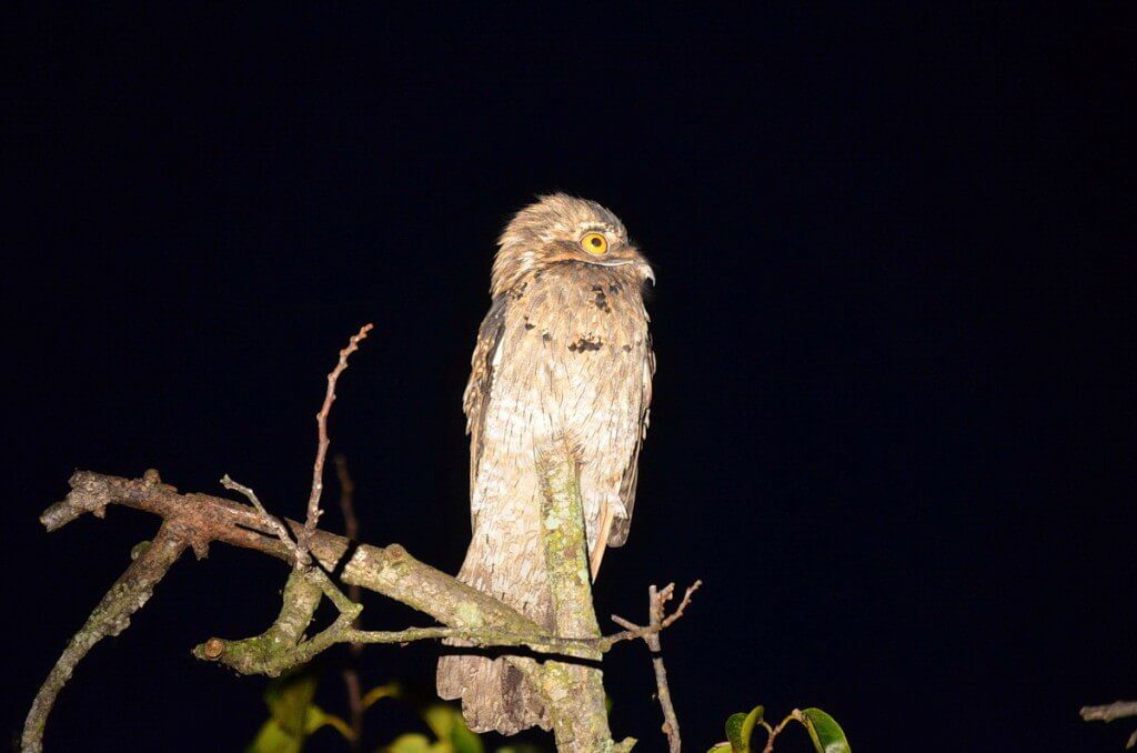Northern Potoo 3, mangrove swamp, san blas, nayarit, mexico