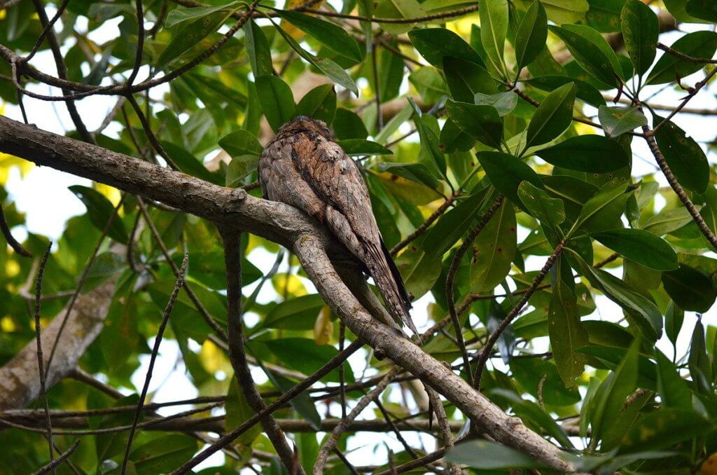 Northern Potoo, mangrove swamp, san blas, nayarit, mexico, pic 14