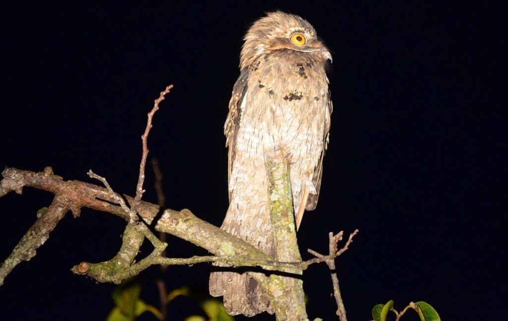 Northern Potoo in the mangrove swamp at san blas, mexico, pic 5