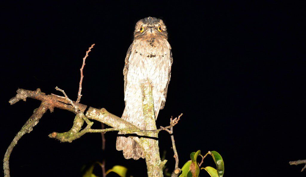 Northern Potoo, mangrove swamp, san blas, nayarit, mexico, pic 6