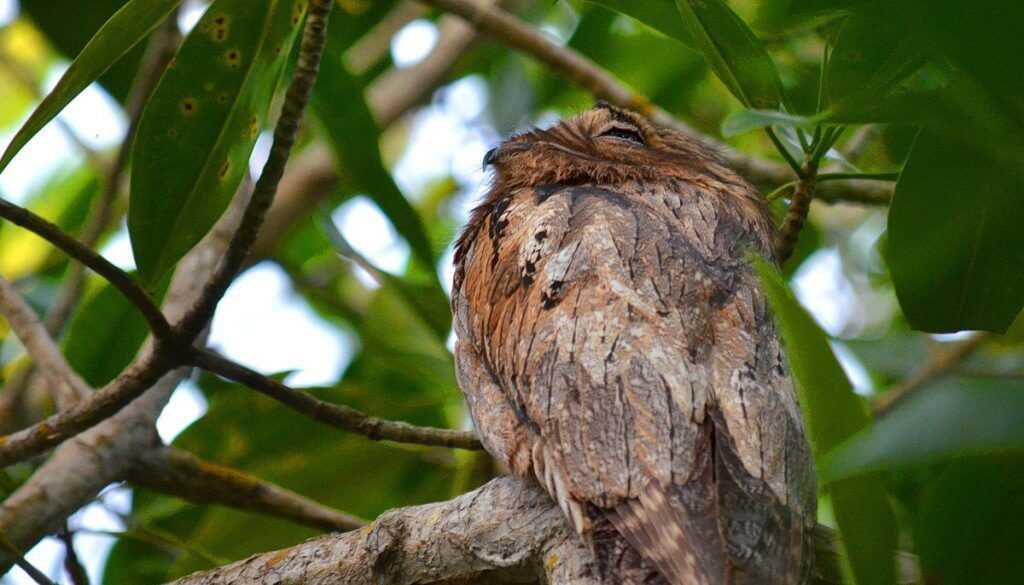Northern Potoo, mangrove swamp, san blas, nayarit, mexico, pic 8
