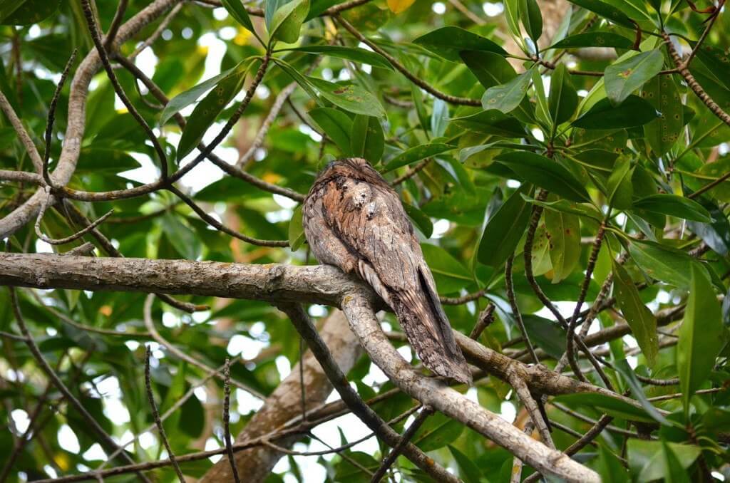 Northern Potoo, mangrove swamp, san blas, nayarit, mexico, pic 9