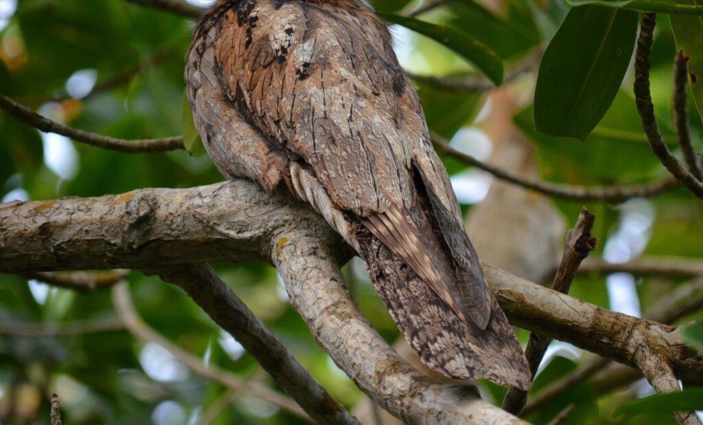 Northern Potoo tail in the mangrove swamp, san blas, nayarit, mexico