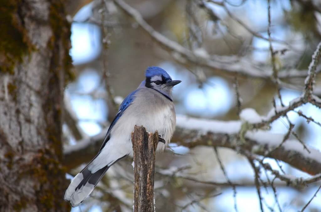 Blue jay along the spruce bog boardwalk trail in algonquin park, ontario