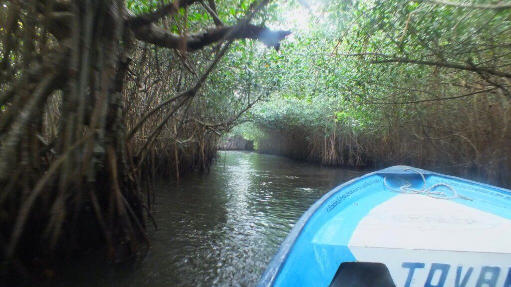 boat through the mangrove swamp, san blas, mexico. pic 5