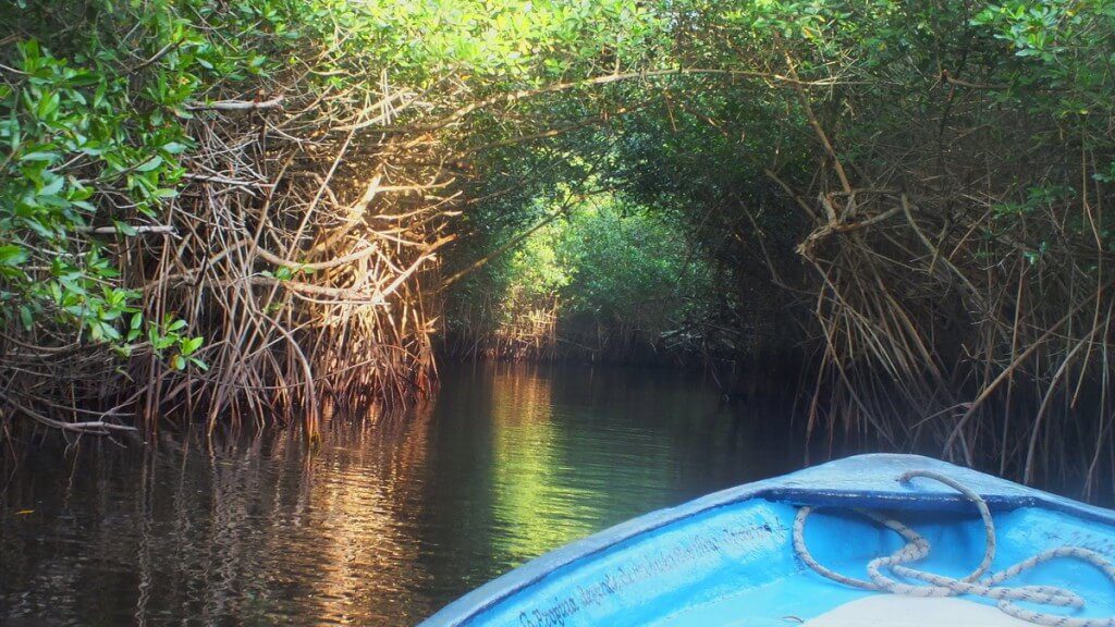 boat through the tunnels in the mangrove swamp, san blas, mexico