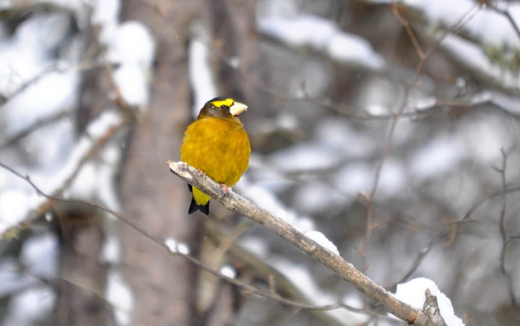 Image of an Evening grosbeak sitting on a tree limb in Algonquin Park, Ontario