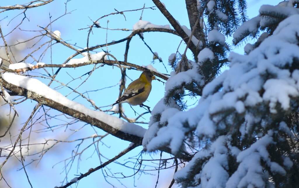evening grosbeak in algonquin park, ontario, pic 15