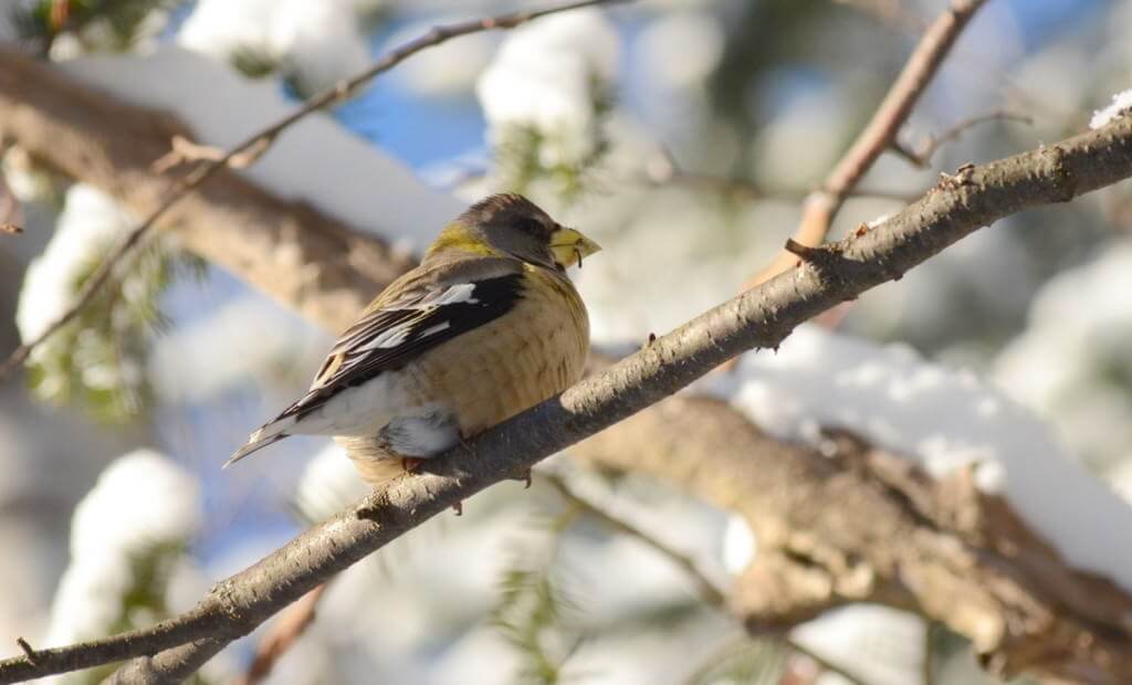 Image of an Evening grosbeak sitting on a tree limb in Algonquin Park