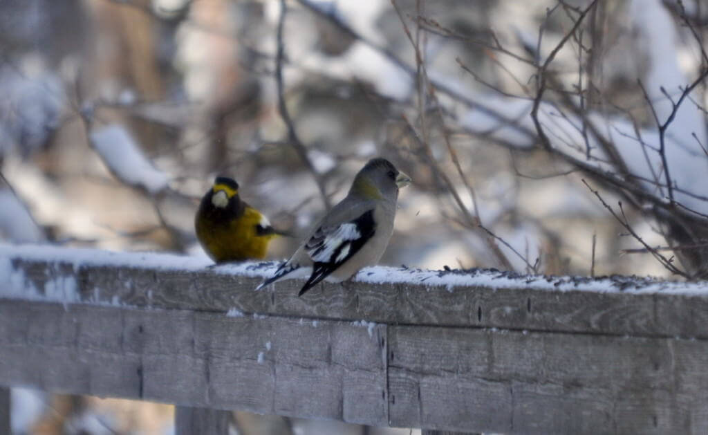 evening grosbeak sings out in algonquin park, ontario, pic23