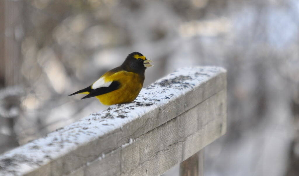 evening grosbeak sings out in algonquin park, ontario, pic24