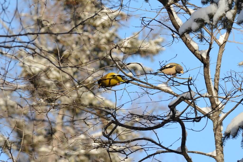evening grosbeaks in algonquin park, ontario, pic 12