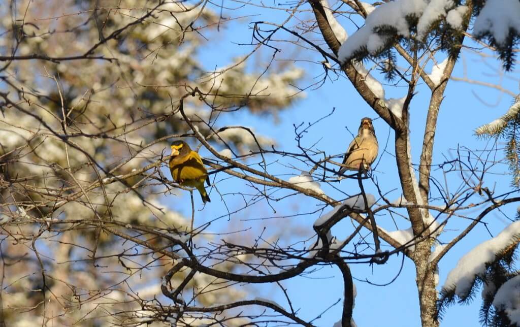 evening grosbeaks in algonquin park, ontario, pic 14