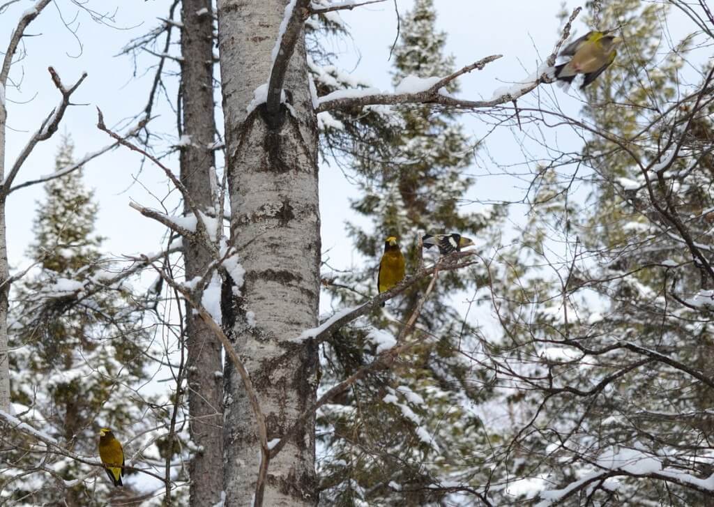 Evening grosbeaks sitting in a tree in Algonquin Park, Ontario