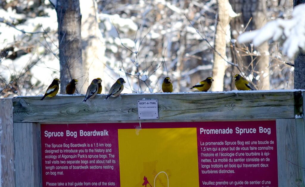 Image of Evening grosbeaks along the Spruce Bog Trail in Algonquin Park, Ontario