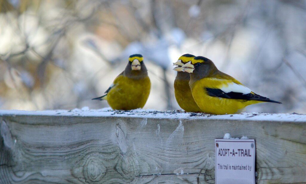 evening grosbeaks on the spruce bog boardwalk trail in algonquin park, ontario