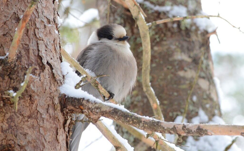 Gray jay along the Spruce Bog Trail in Algonquin Park, Ontario