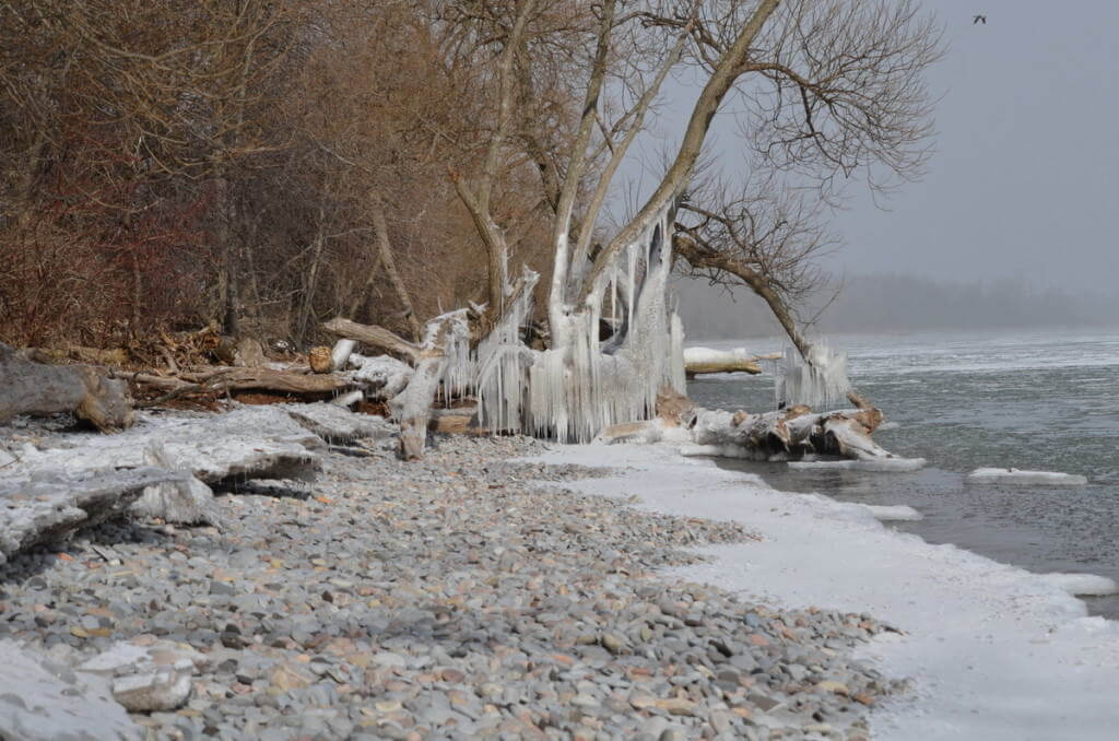 ice coated shoreline and trees, lake ontario, ontario, canada, 1