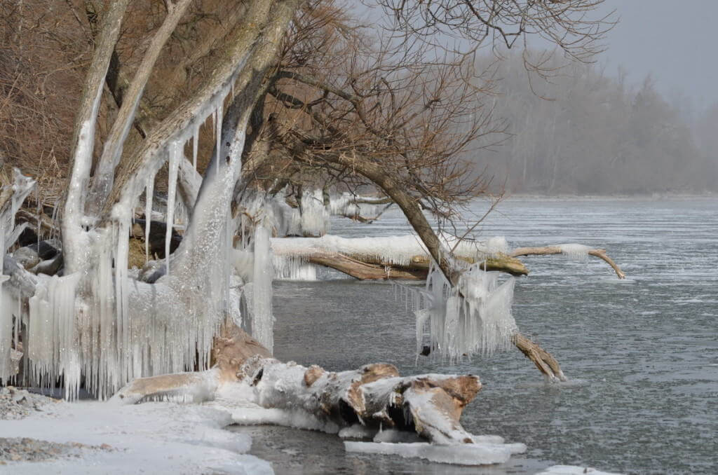 ice coated shoreline and trees, lake ontario, ontario, canada, 36