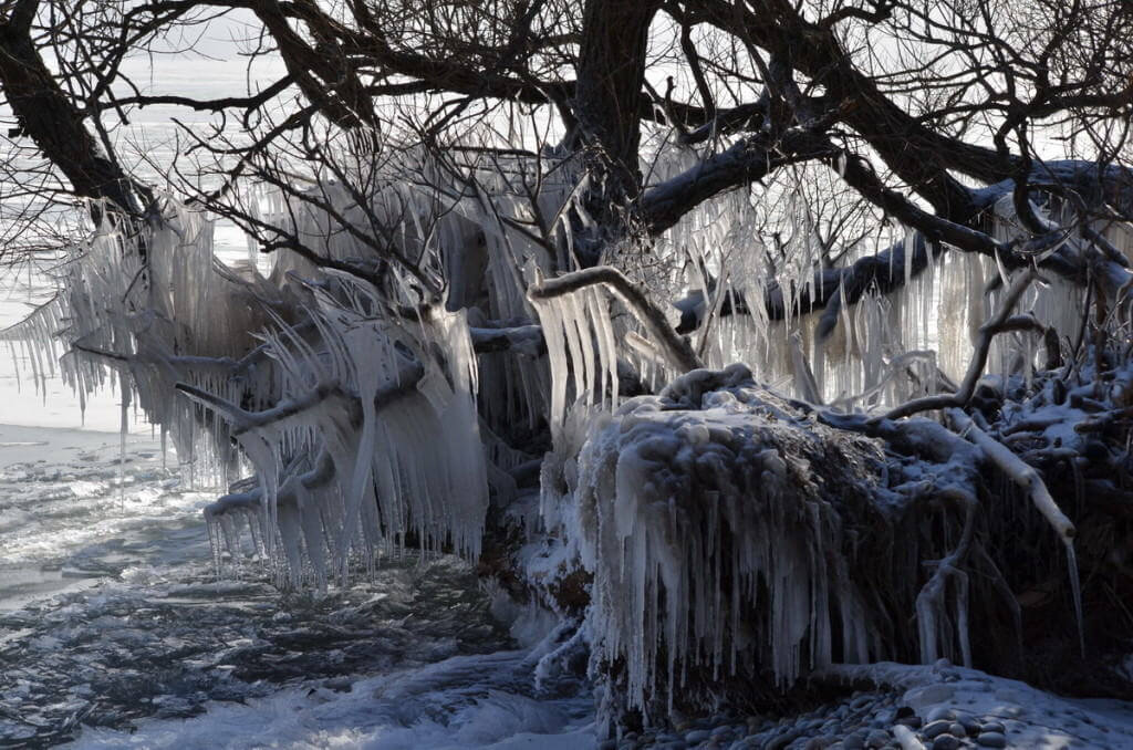 ice coated shoreline and trees, lake ontario, ontario, canada, 37