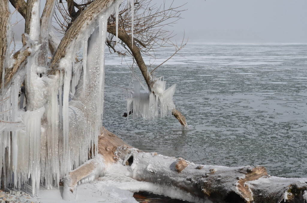 ice coated shoreline and trees, lake ontario, ontario, canada, 4