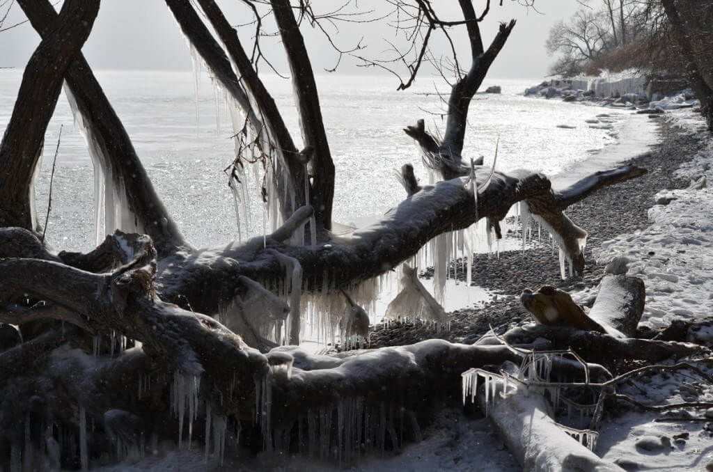 ice coated shoreline and trees, lake ontario, ontario, canada, 5
