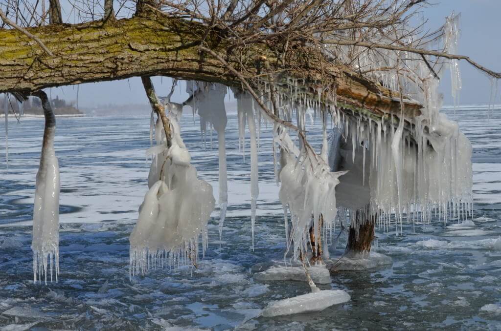 ice coated shoreline and trees, lake ontario, ontario, canada, 7