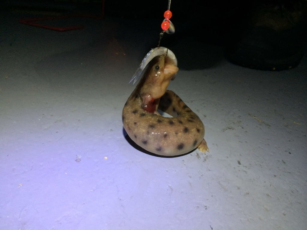 mudpuppy, lake nipissing, ontario, pic 1