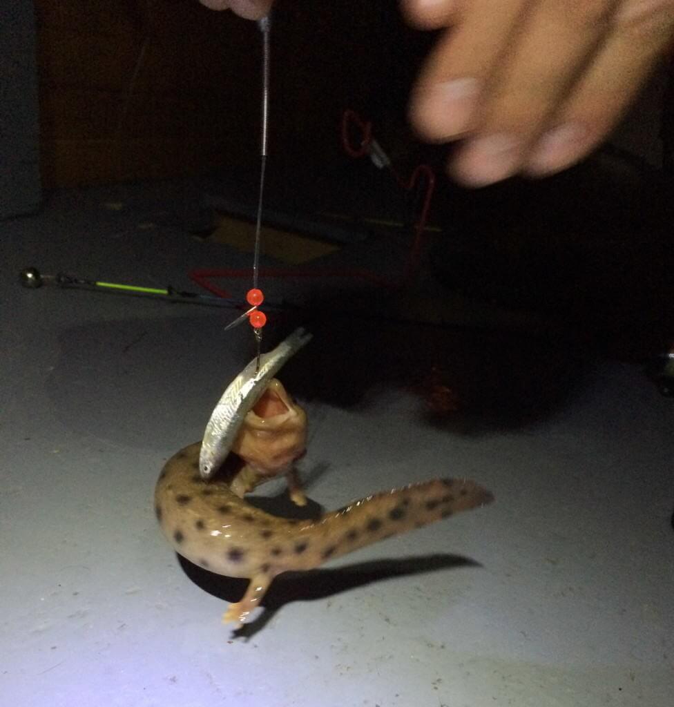 mudpuppy, lake nipissing, ontario, pic 3