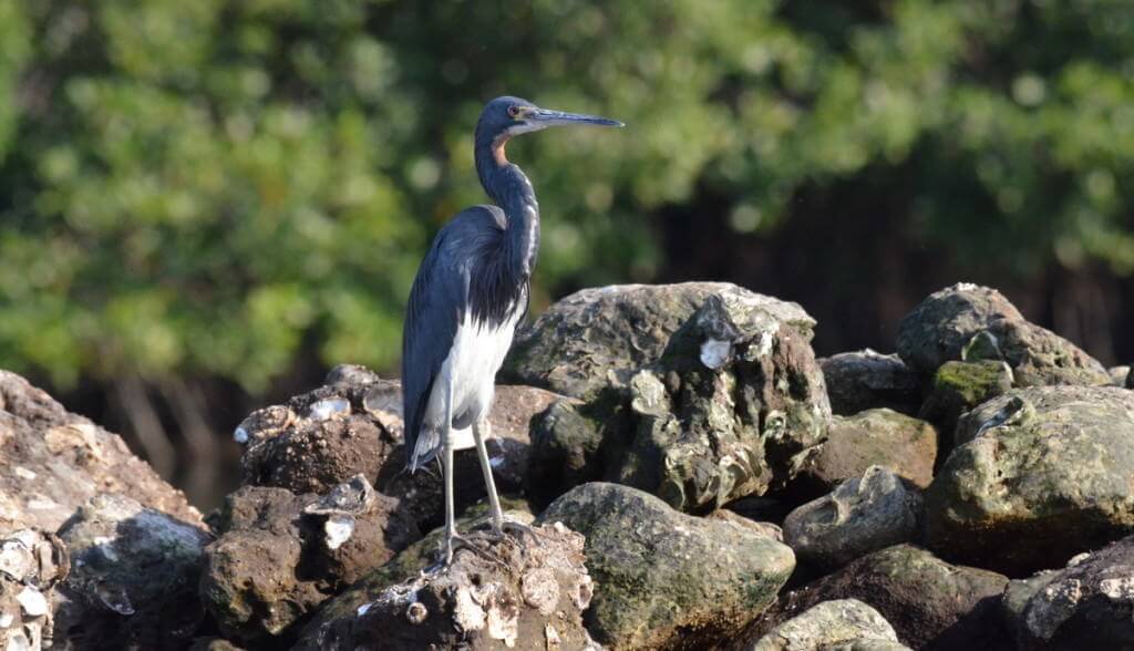 tri-colored heron, mangrove swamp, san blas, mexico, pic 11
