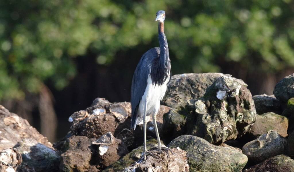 tri-colored heron, mangrove swamp, san blas, mexico, pic 12