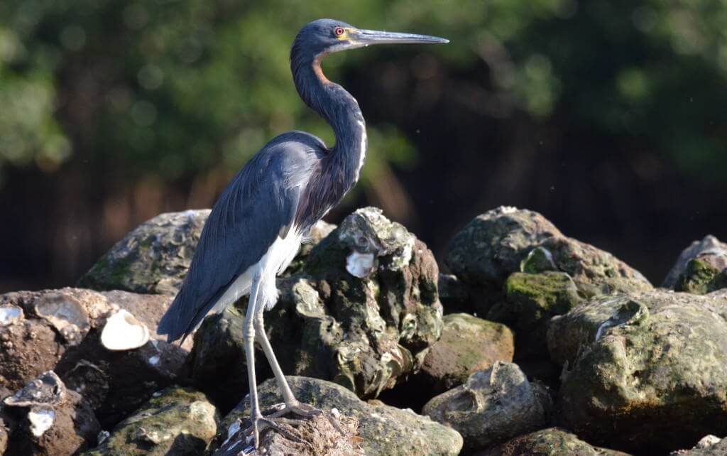 tri-colored heron, mangrove swamp, san blas, mexico, pic 14