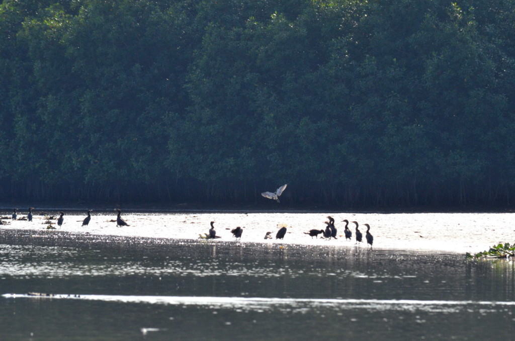 tri-colored heron, mangrove swamp, san blas, mexico, pic 5